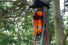 Gartenarbeiten Sommer 2020